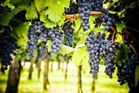 Il fascino assoluto del Cabernet Sauvignon Il fascino assoluto del Cabernet Sauvignon
