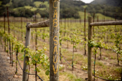 Il fascino assoluto del Cabernet Sauvignon Il fascino assoluto del Cabernet Sauvignon