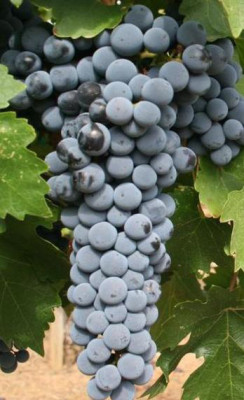 Il fascino assoluto del Cabernet Sauvignon Il fascino assoluto del Cabernet Sauvignon
