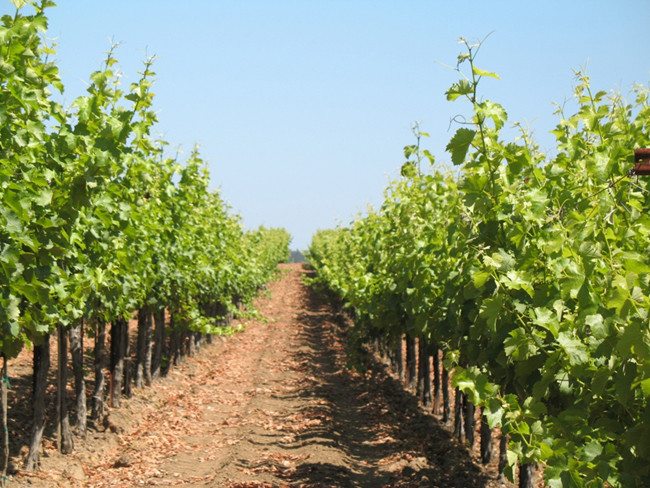 Il fascino assoluto del Cabernet Sauvignon