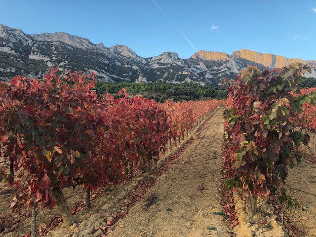 Tinto color Rioja