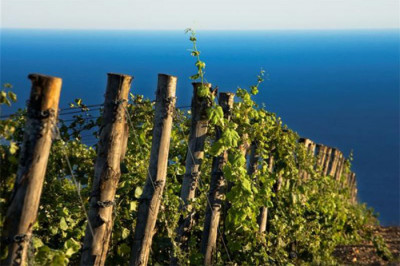 I vini proibiti / Fattoria delle Ripalte