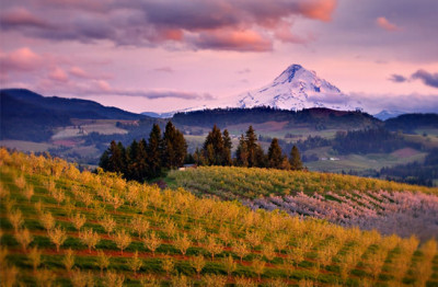 Il Lagrein e l’Oregon