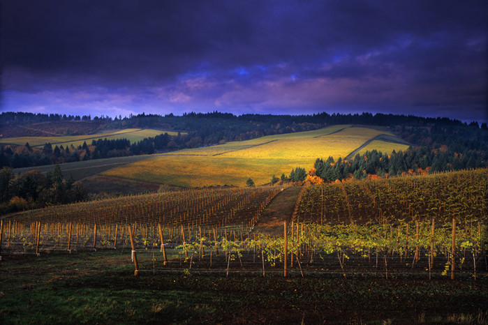 Il Lagrein e l’Oregon