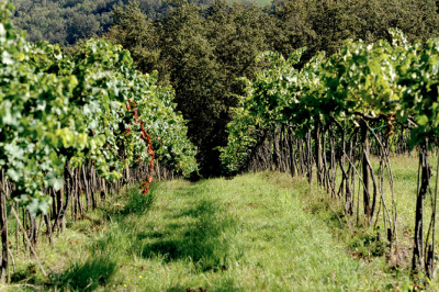 Torniamo sul Lambrusco