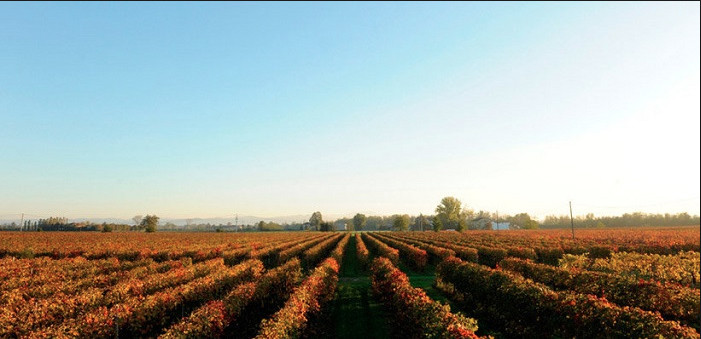 Torniamo sul Lambrusco