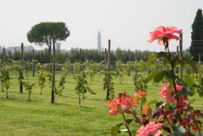 Antichi vigneti a Venezia