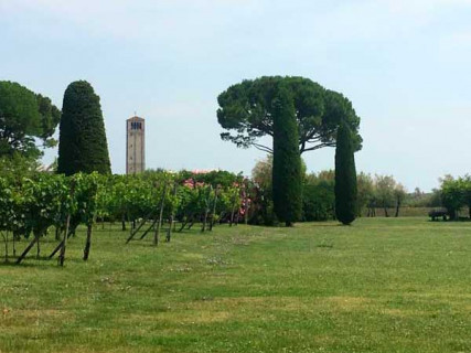 Antichi vigneti a Venezia