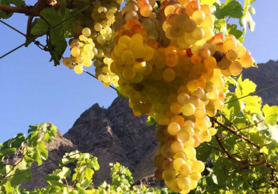 Vitigni sull’Oceano: Gran Canaria