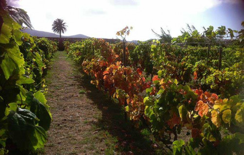 Vitigni sull’Oceano: Gran Canaria