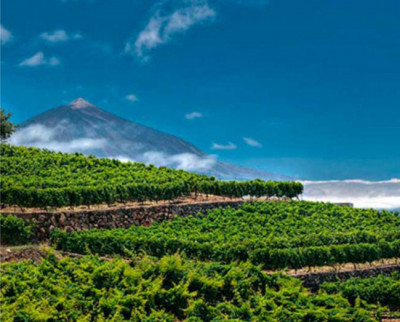 Tenerife e il vino / Sullo sfondo la “Panza de burro” cappa di nubi preziosa per i vigneti di Tenerife.