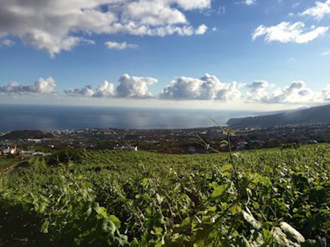 Tenerife e il vino / L’energia dell’Atlantico e del sole sui vitigni di altura.