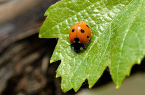 Difesa sostenibile della vite / ViticolturaSostenibileArchivioIASMA