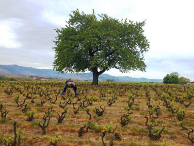 vigna Cote du Py