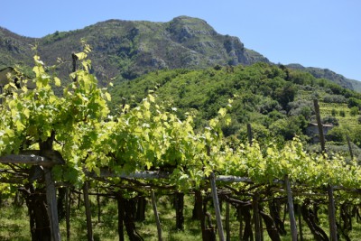 Tra gli antichi vitigni dei Monti Lattari
