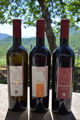 Tra gli antichi vitigni dei Monti Lattari / La produzione vinicola