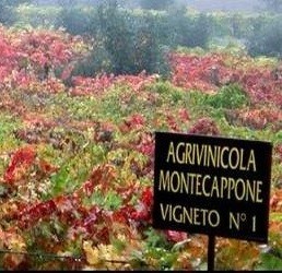 Montecappone: Verticale Castelli di Jesi Verdicchio Utopia Riserva