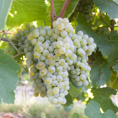 LA FALANGHINA DEL SANNIO LA FALANGHINA DEL SANNIO