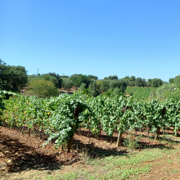 Vigna di Ostuni Bianco di Villa Agreste