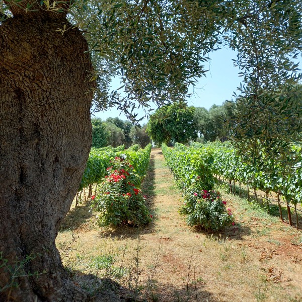 Vigna di Ottavianello di Villa Agreste