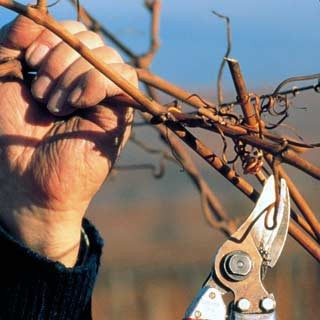 Le Birre Artigianali di Stefano Milioni Le Birre Artigianali di Stefano Milioni