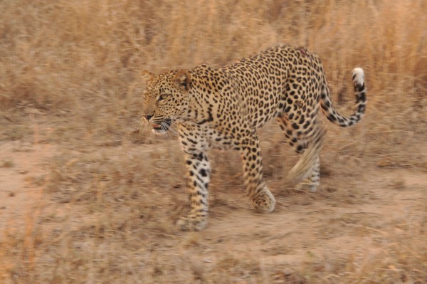 Racconti di Viaggio / Sudafrica: tra vigneti e savana.