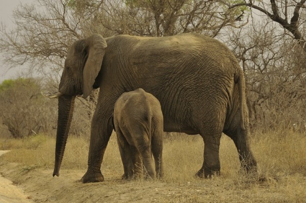 Racconti di Viaggio / Sudafrica: tra vigneti e savana.