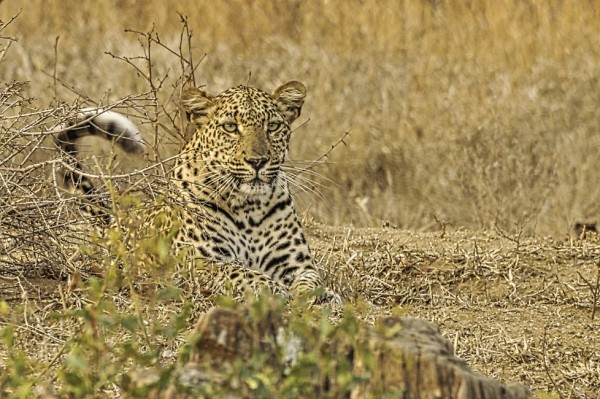 Racconti di Viaggio / Sudafrica: tra vigneti e savana.