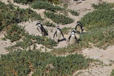 Racconti di Viaggio / Sudafrica: tra vigneti e savana