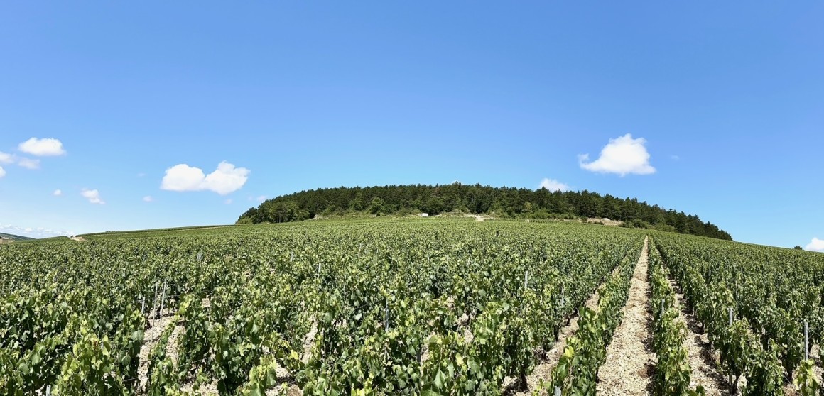 Le vigne della Borgogna visitate dai Sommelier MasterClass di Bibenda e Fondazione Italiana Sommelier