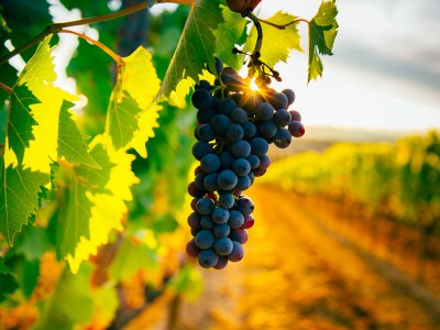 Il costo del vino - foto ©Shutterstock Il costo del vino - foto ©Shutterstock