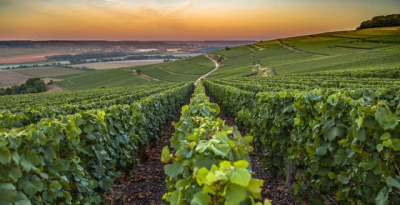Viaggio in Champagne