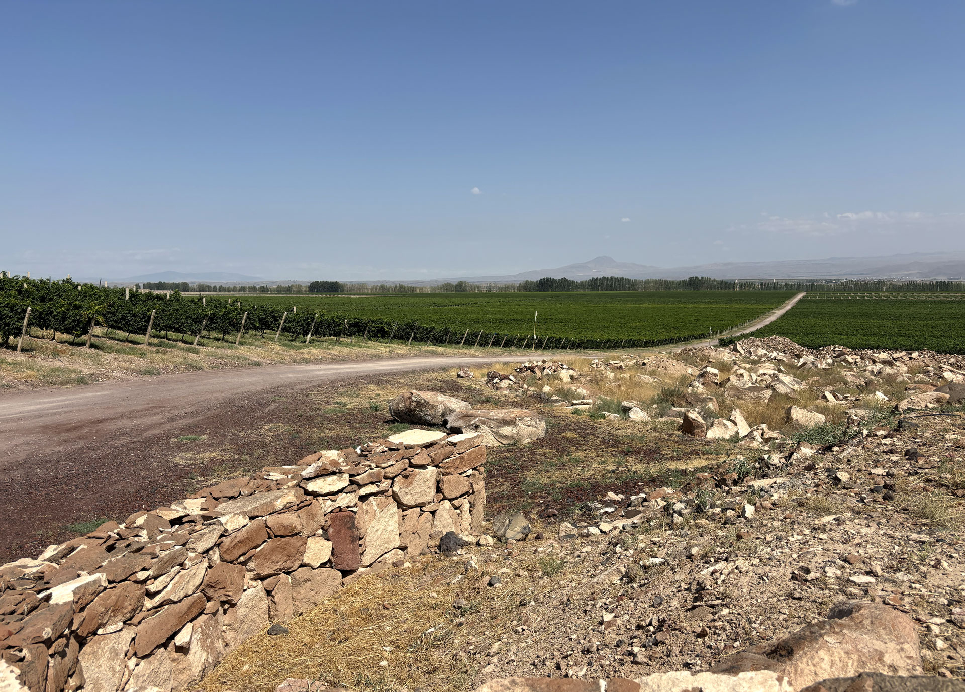 Karas, panorama delle vigne ad Armavir nella fertile pianura ai piedi del Monte Ararat