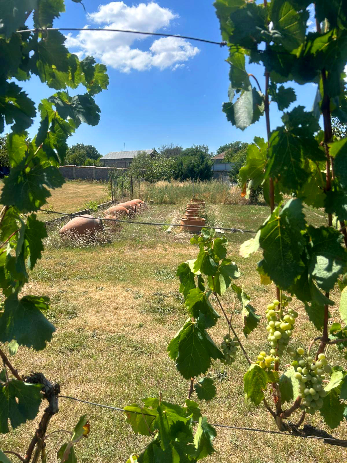 Iago Winery, anfore interrate di grandi dimensioni chiamate Qveri