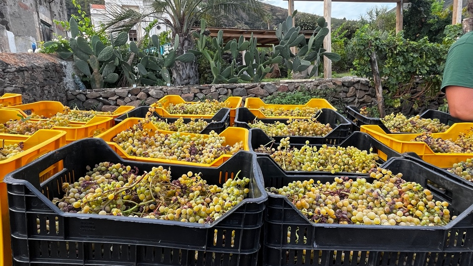 Malvasia