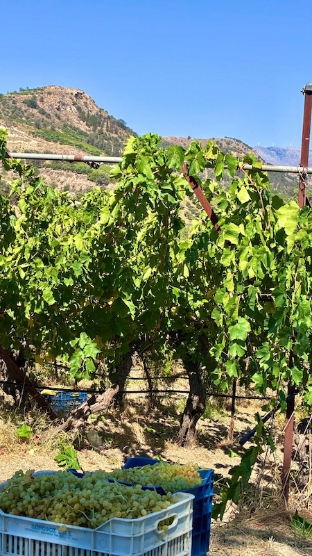 I vigneti di Assyrtiko