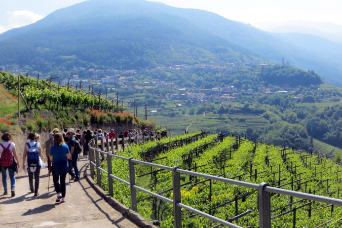 Viaggio-studio in Val di Cembra. Il Müller Thurgau e i vini di montagna Viaggio-studio in Val di Cembra. Il Müller Thurgau e i vini di montagna