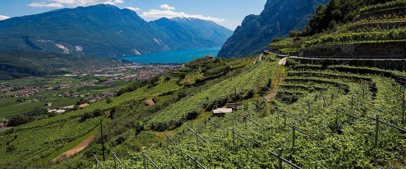 Agririva. Garda: oasi mediterranea nel cuore delle Alpi.