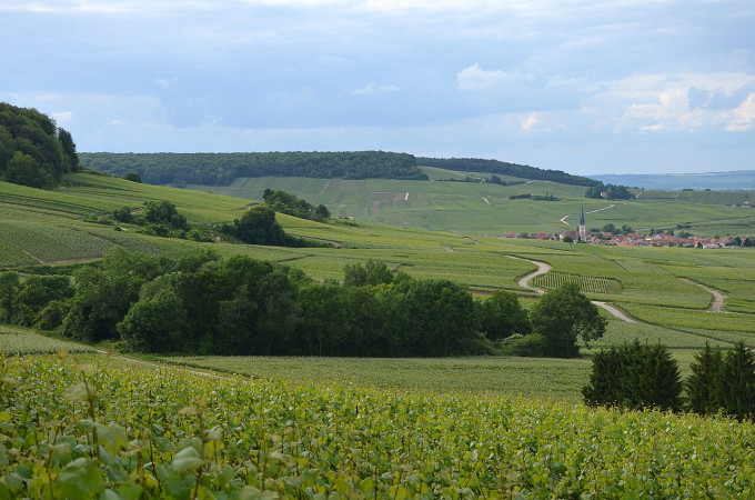 La Montagna di Reims: Tra i luoghi più affascinanti e distintivi della Champagne