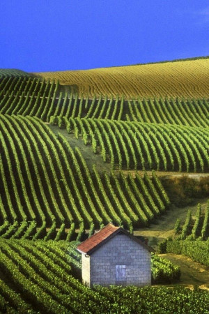 I Grands Crus dello Champagne.
