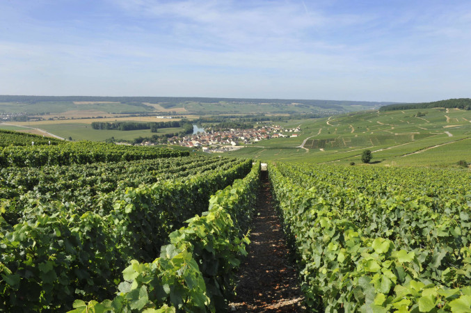 Vallée de la Marne: il cuore storico della Champagne